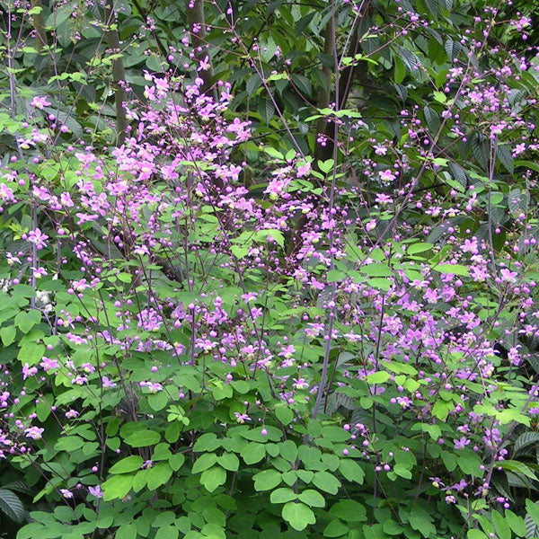 Thalictrum rochebrunianum - 2 Gallon Pot