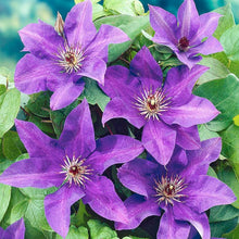 Load image into Gallery viewer, Clematis &#39;The President&#39; - 3 Gallon Trellised Pot
