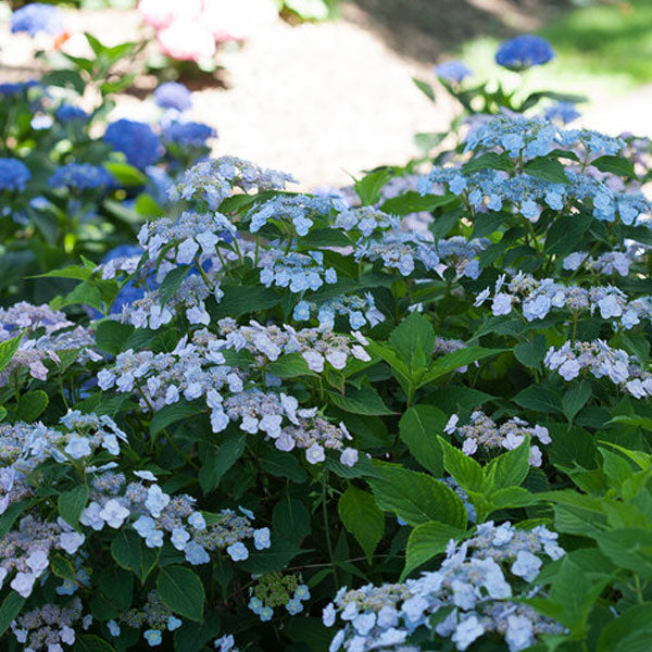 Hydrangea serrata 'Tiny Tuff Stuff'