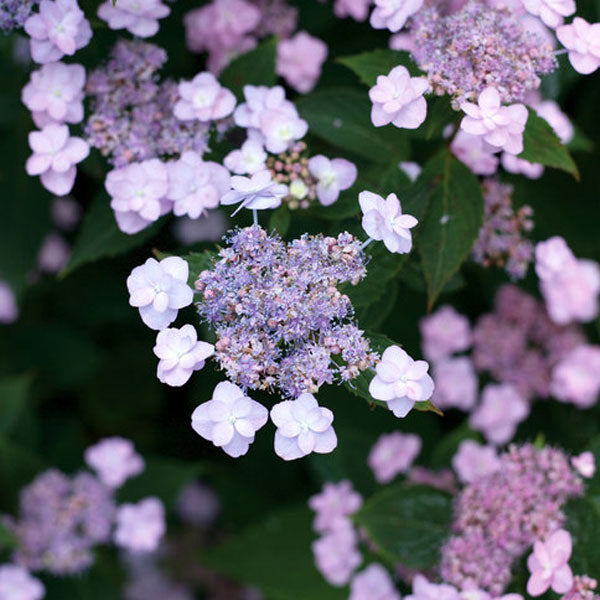 Hydrangea serrata 'Tiny Tuff Stuff'