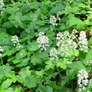 Tiarella cordifolia - 1 Gallon Pot