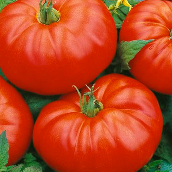 Tomato - 'Beefmaster' - 5