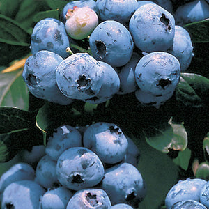 Blueberry 'Top Hat Dwarf' - Vaccinium x 'Top Hat' - 2 Gallon Pot