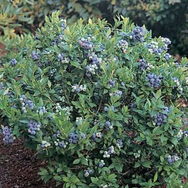 Blueberry 'Top Hat Dwarf' - Vaccinium x 'Top Hat' - 2 Gallon Pot