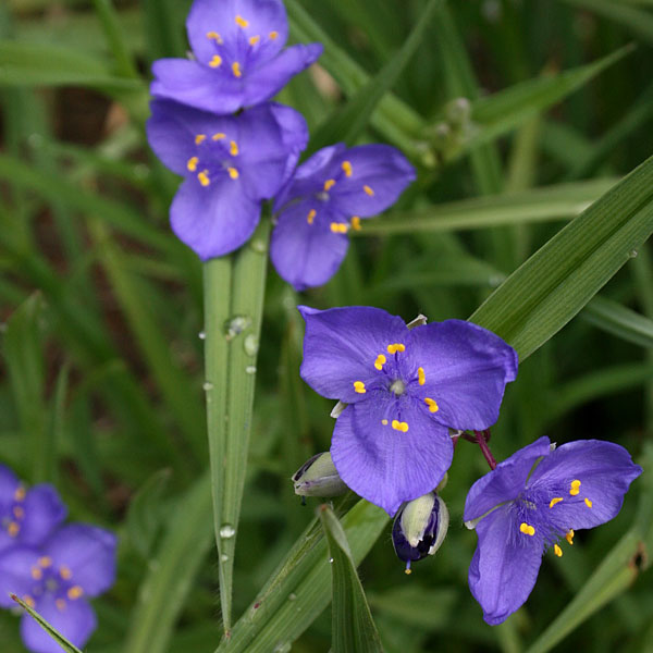Tradescantia 'Mrs Loewer'