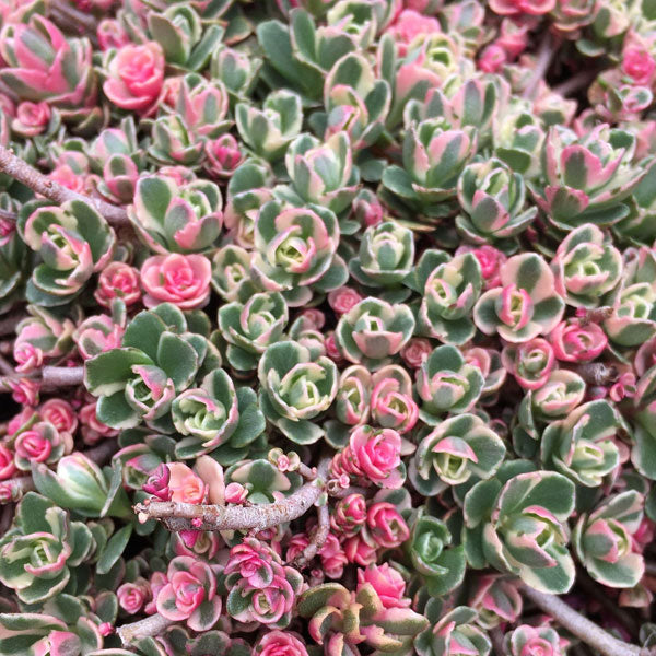 Sedum spurium 'Tri-Color'