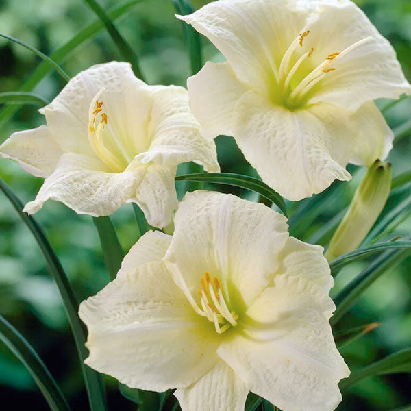 Hemerocallis 'Joan Senior' - 2 Gallon Pot