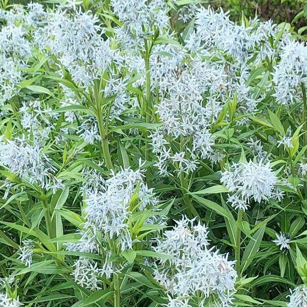 Amsonia Illustris - 2 Gallon