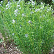 Load image into Gallery viewer, Amsonia Hubrichtii &#39;Butterscotch&#39; - 2 Gallon
