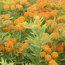Load image into Gallery viewer, Asclepias tuberosa - Butterfly Weed -1 Gallon
