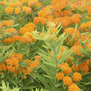 Asclepias tuberosa - Butterfly Weed -1 Gallon