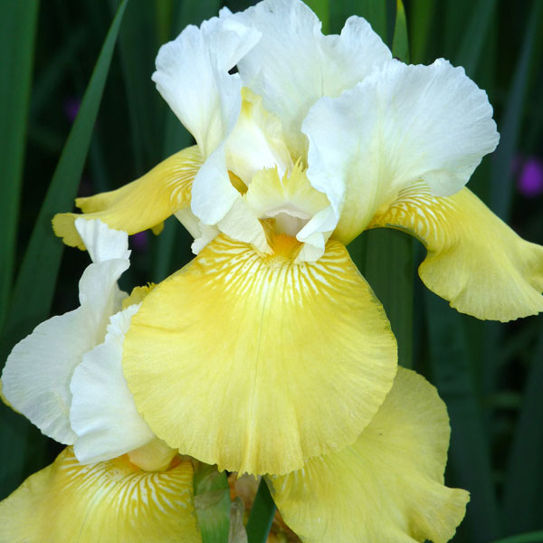 Iris germanica 'Tulip Festival' - 1 Gallon Pot