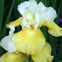 Load image into Gallery viewer, Iris germanica &#39;Tulip Festival&#39; - 1 Gallon Pot
