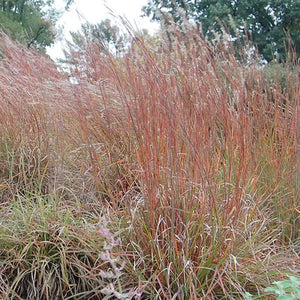 Schizachyrium scoparium - 1 Gallon