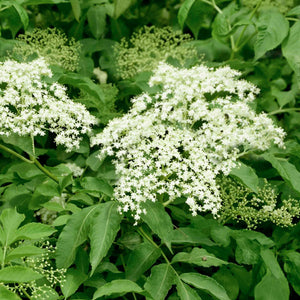 Sambucus canadensis - 3 Gallon Pot