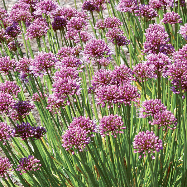 Allium 'Windy City'