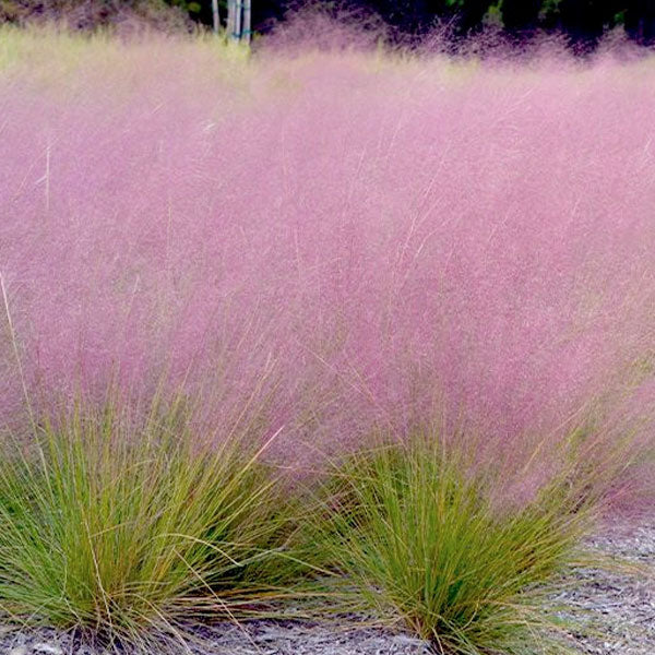 Muhlenbergia 'Undaunted'