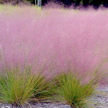 Load image into Gallery viewer, Muhlenbergia &#39;Undaunted&#39;
