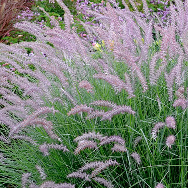 Pennisetum orientale 'Karley Rose' - Fountain Grass - 3 Gallon