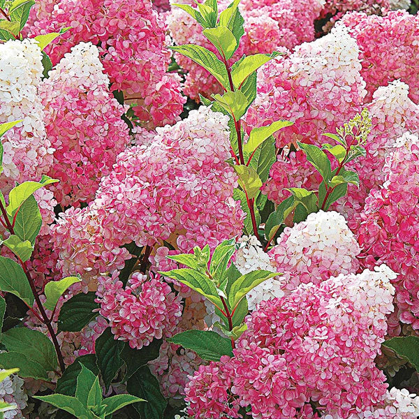 Hydrangea paniculata 'Vanilla Strawberry' - 5 Gallon Pot