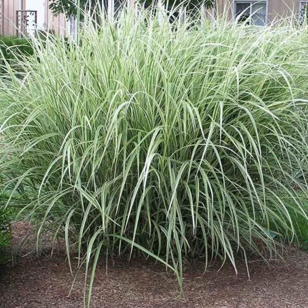 Miscanthus 'Variegatus' - 3 Gallon Pot