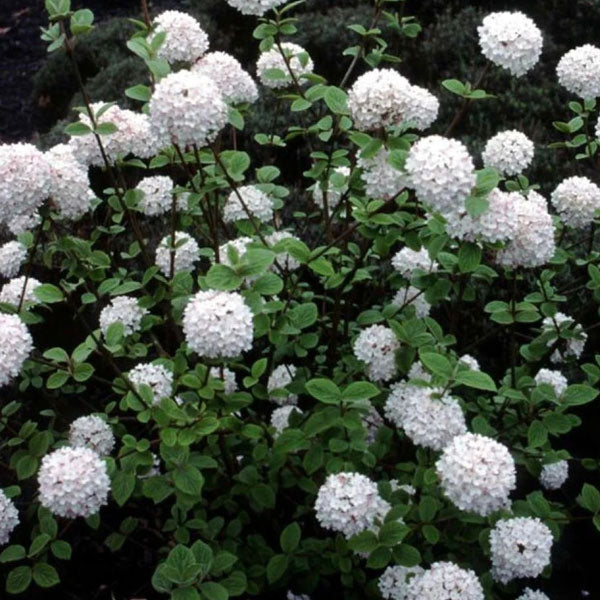 Viburnum carlessi - Korean Spice Viburnum- 5 Gallon Pot