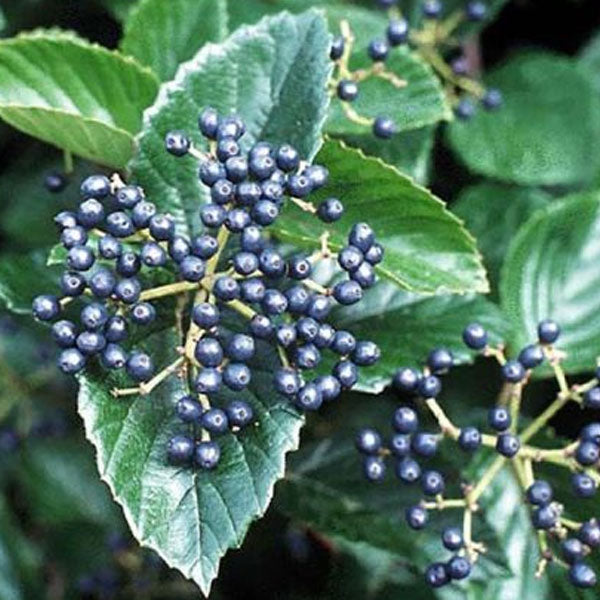 Viburnum dentatum 'Chicago Lustre'® - 7 Gallon Pot