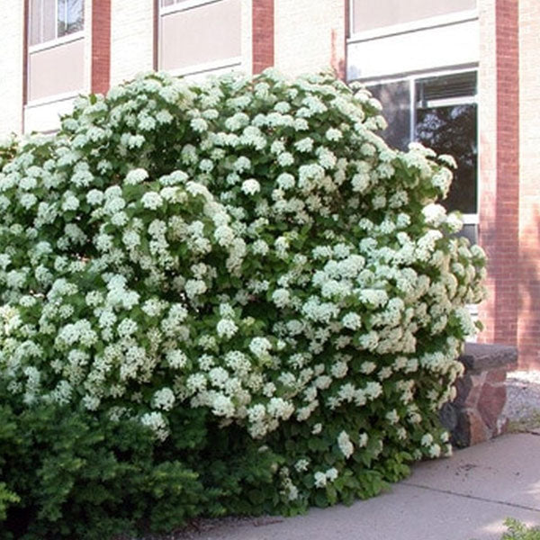 Viburnum dentatum - Arrowwood Viburnum- 3 Gallon Pot