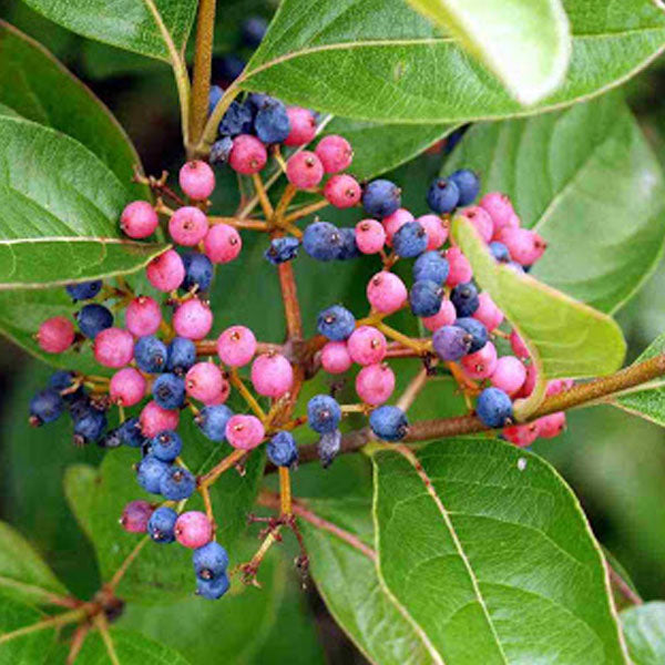 Viburnum nudum 'Winterthur'