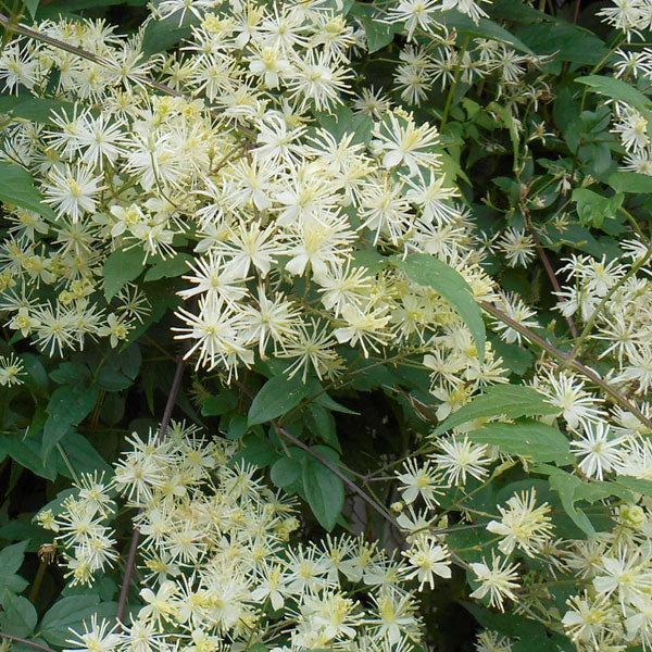 Clematis virginiana