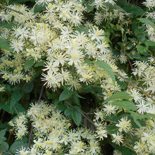 Load image into Gallery viewer, Clematis virginiana
