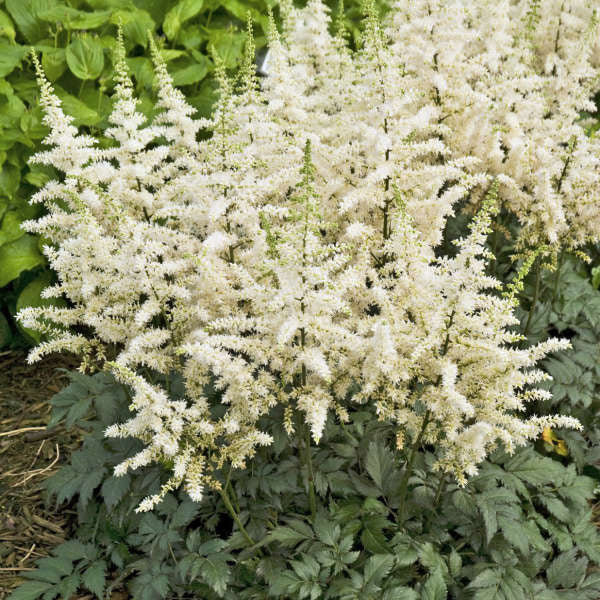 Astilbe 'Visions in White' - 2 Gallon