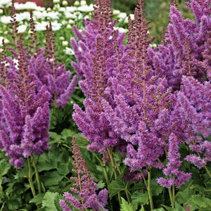 Astilbe 'Visions in Purple' - 2 Gallon