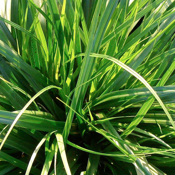 Carex oshimensis 'Green Form' - 1 Gallon