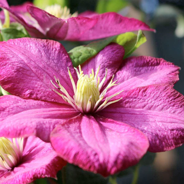 Clematis 'Ville De Lyon' - 3 Gallon Trellised Pot