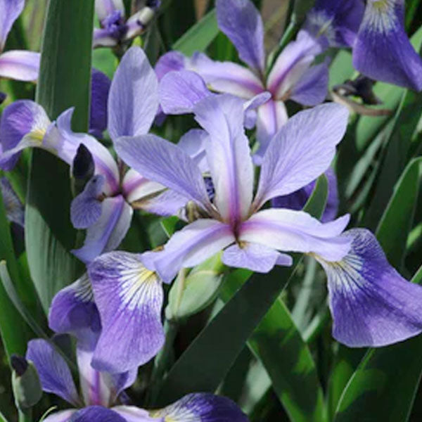 Iris versicolor 'Purple Flame'