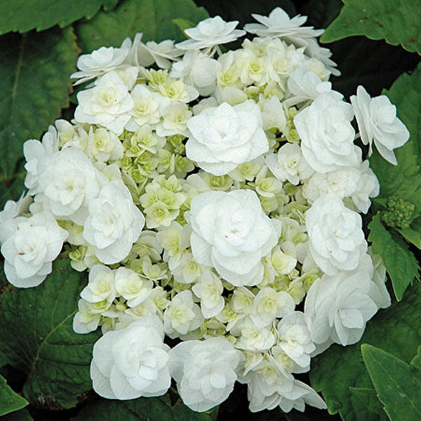 Hydrangea macrophylla Double Delights™ 'Wedding Gown' - 3 Gallon Pot