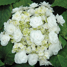 Load image into Gallery viewer, Hydrangea macrophylla Double Delights™ &#39;Wedding Gown&#39; - 3 Gallon Pot
