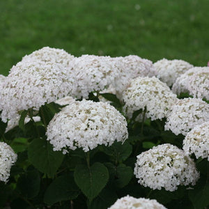 Hydrangea arborescens Invincibelle® Wee White - 3 Gallon Pot