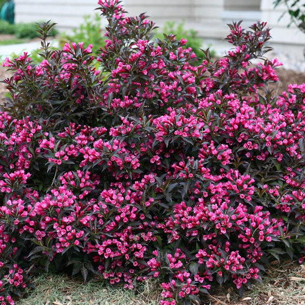 Weigela 'Spilled Wine' - 3 Gallon Pot