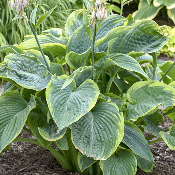 Hosta 'Wu-LaLa'