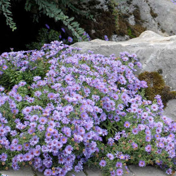 Aster 'Woods Light Blue' - 2 Gallon