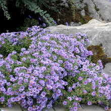Load image into Gallery viewer, Aster &#39;Woods Light Blue&#39; - 2 Gallon
