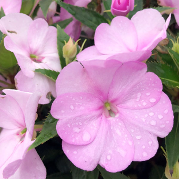 SunPatiens® Compact Orchid Blush - 5" Pot