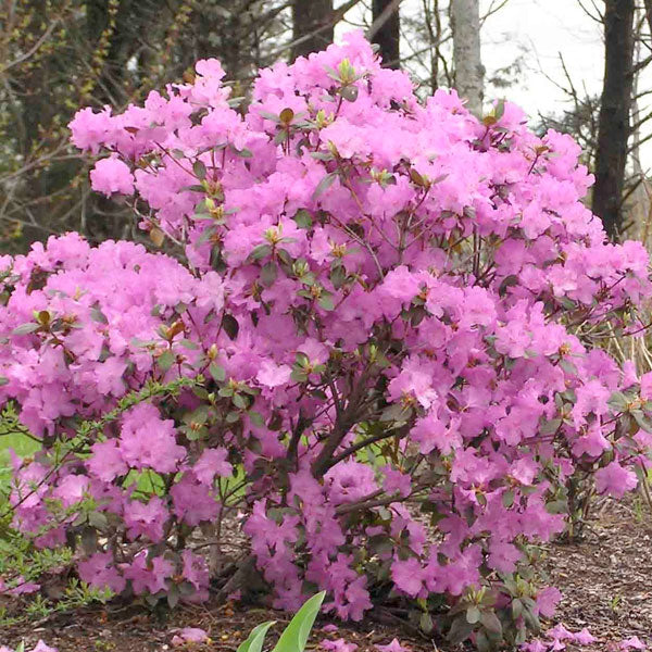 Rhododendron 'PJM Elite' - 3 Gallon Pot