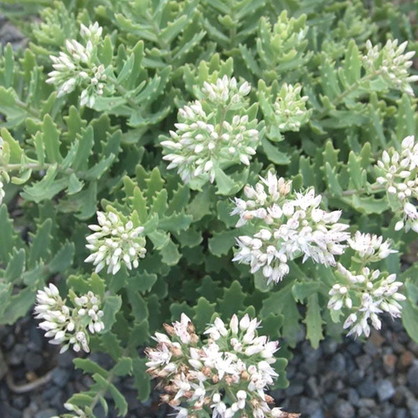 Sedum 'Thundercloud'