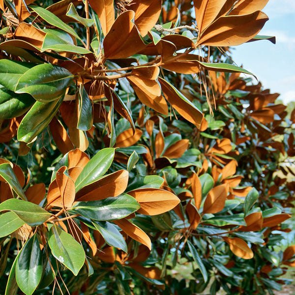 Magnolia grandiflora 'Bracken's Brown Beauty' - 15 Gallon