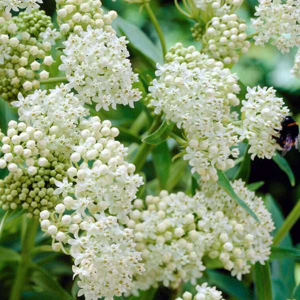 Asclepias Incarnata - Ice Ballet - White Milkweed - 1 Gallon Pot