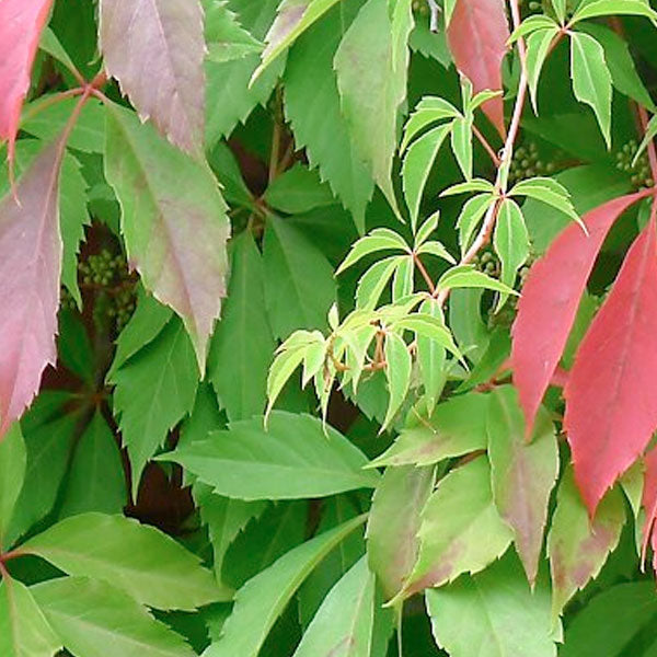 Parthenocissus quinquefolia