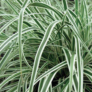 Carex EverColor 'Everest' - 1 Gallon